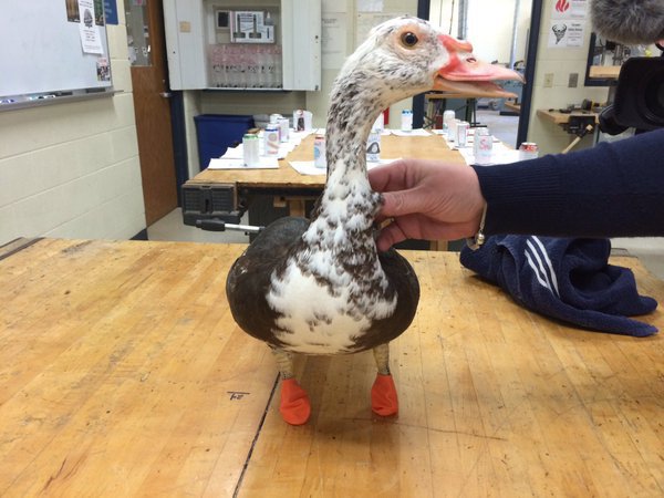 duck quack quack_113203