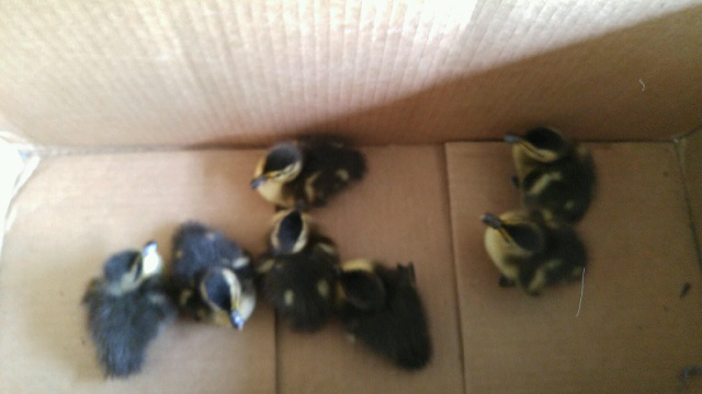 ducklings-rescue-3_117554