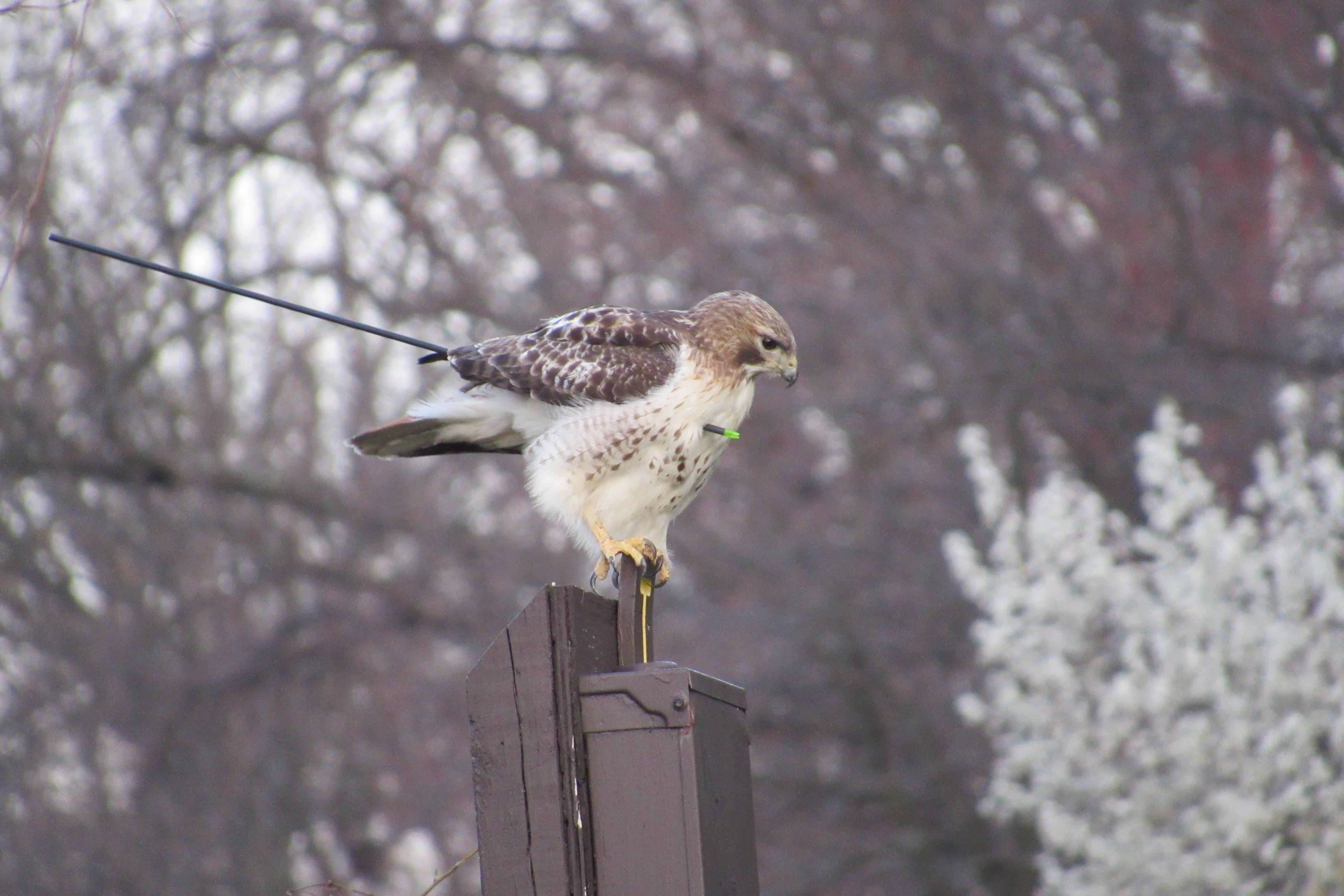 hawk arrow_111816