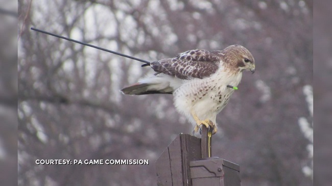 Hawk_109949