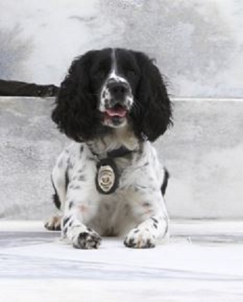 k9 stash_110300