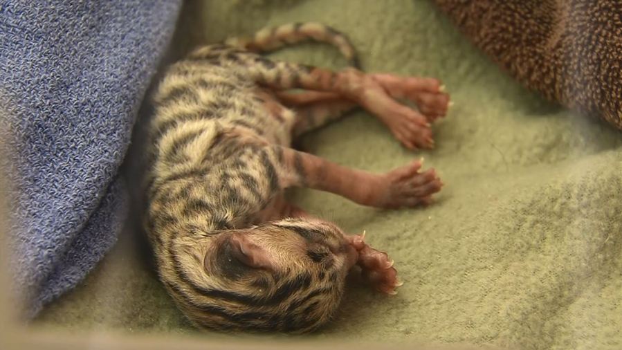 kitten7_117684