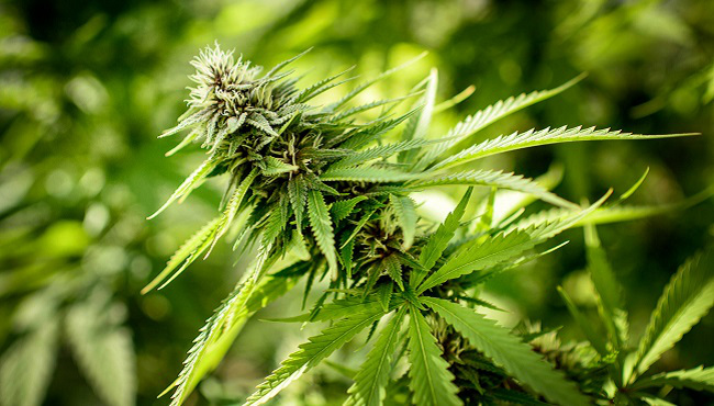 Medical Marijuana Illinois_92500