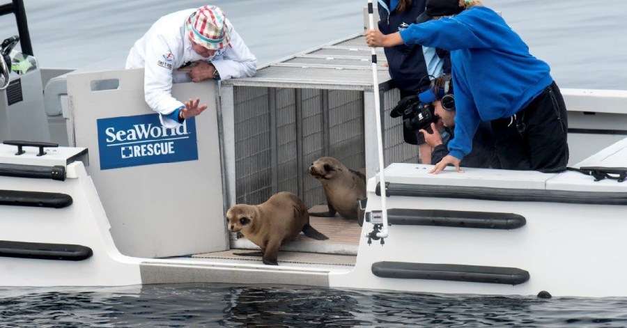 marina sea lion SeaWorld_109760