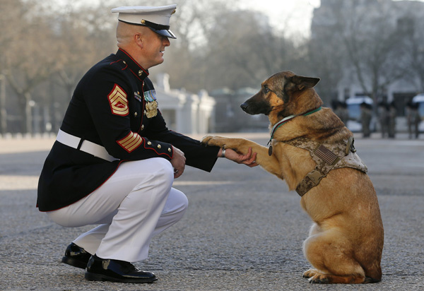 marine-dog_109526