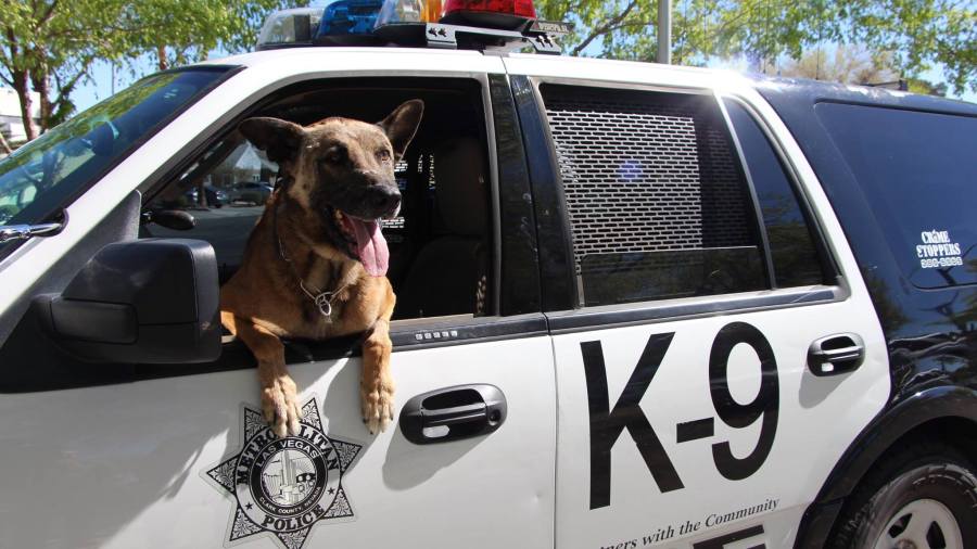 nicky police dog_110187