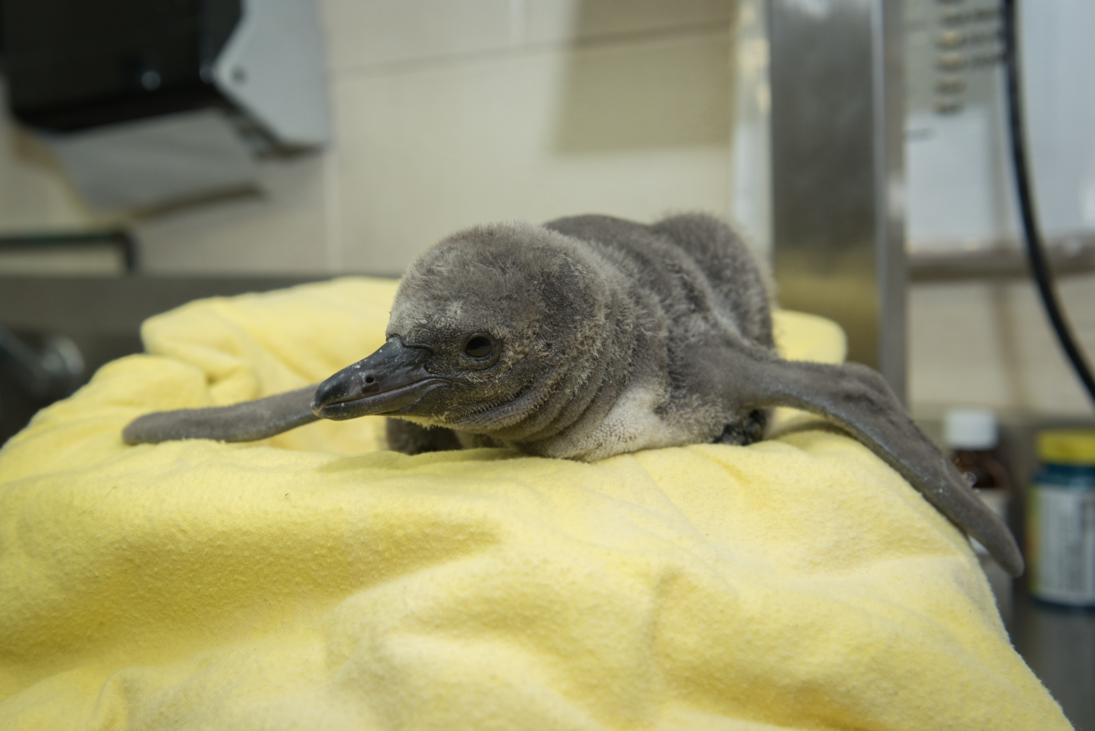 Penguin (Chick #1)_110593
