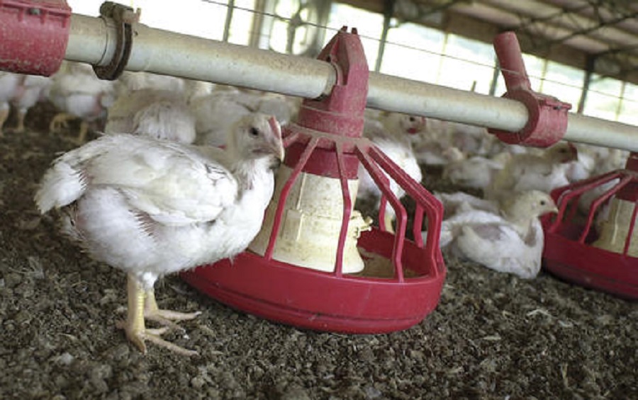 Poultry Worker Report_123986