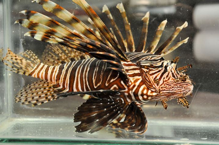 LION FISH_130319
