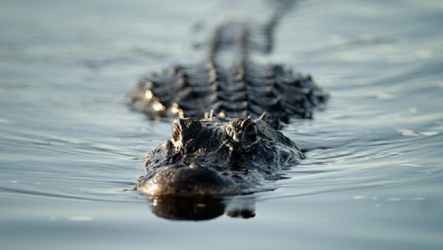 alligatorgeneric_122394