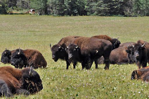 Grand Canyon bison_122686