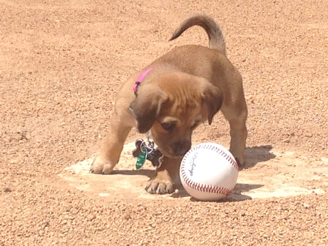 bat dog 1_124616