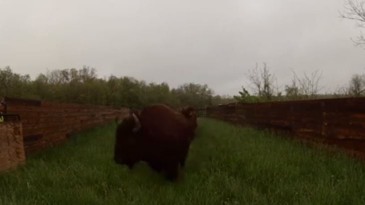 bison still frame BDC metro park_119946