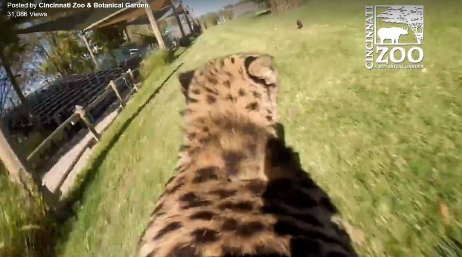 cheetah_130555