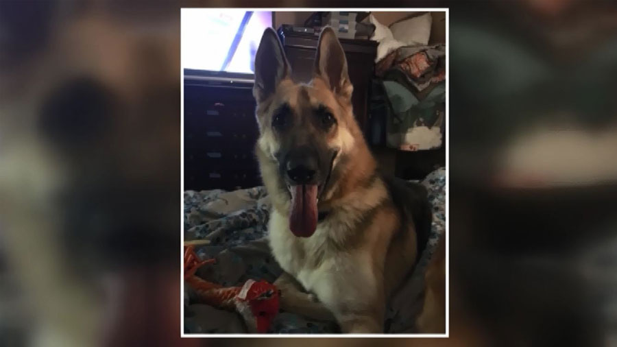 dog-web_124447