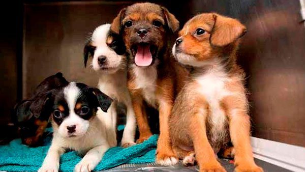 dogs_67339