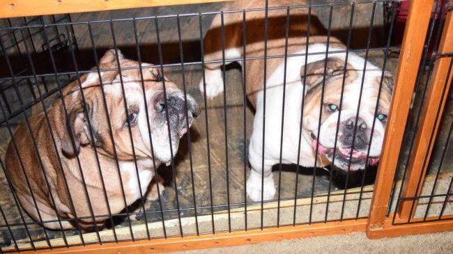 Dogs_122835