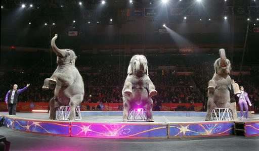 Last Circus Elephants_119364