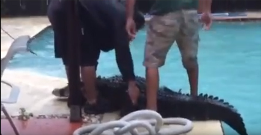 gator3_121464