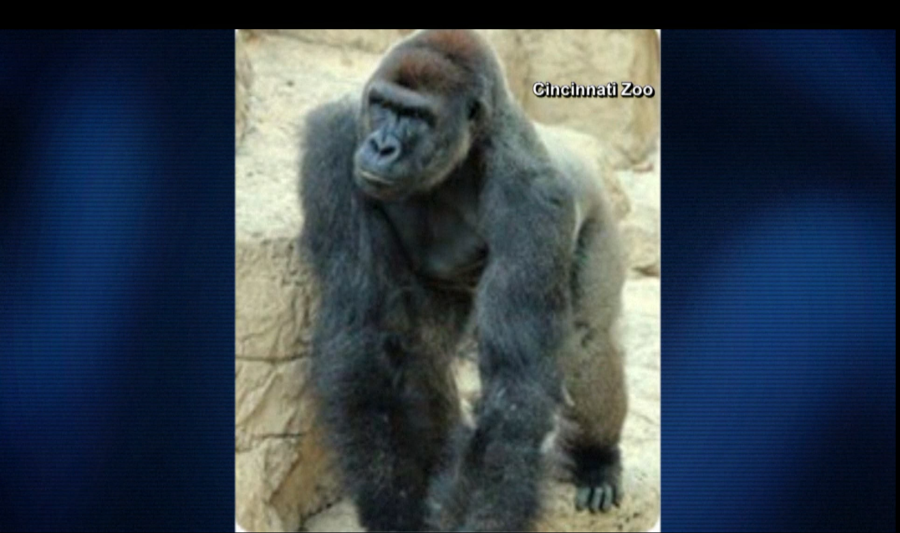 gorilla-pic_131768