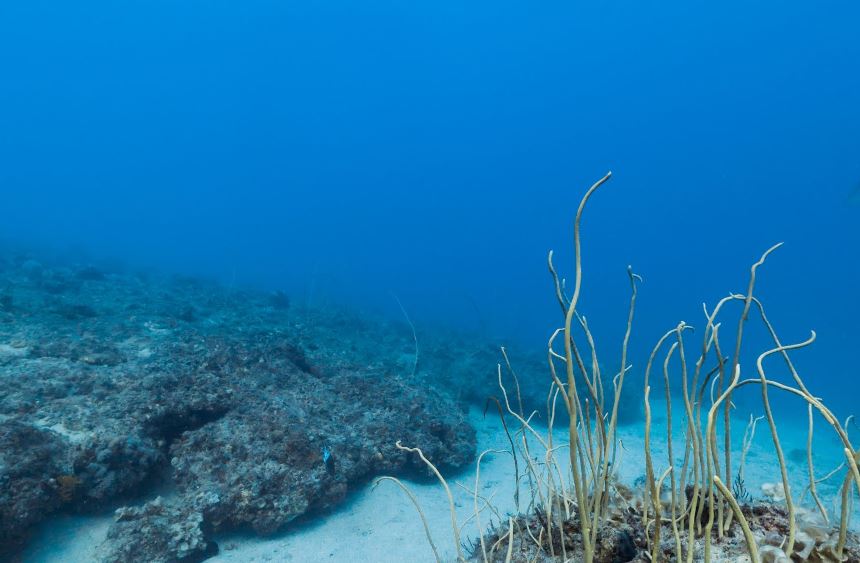 Great Barrier Reef from Google Street View_131282