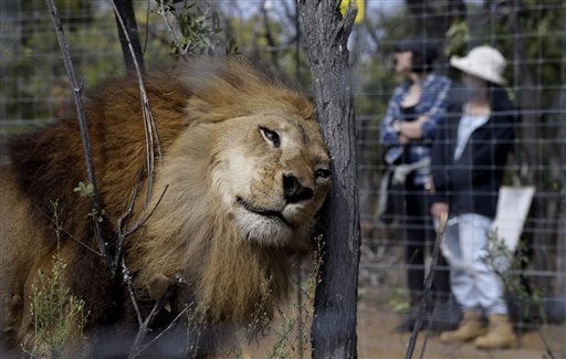 South Africa Lion Airlift_119262