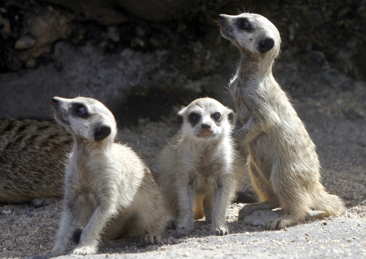 Indonesia Meerkat_129886