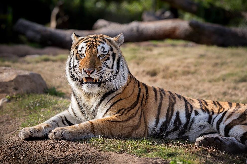 Mike the Tiger from LSU Facebook Page_131601