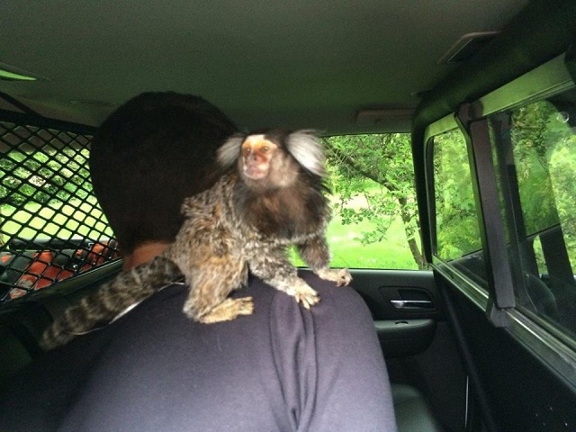 monkey-involved-high-speed-chase_120901