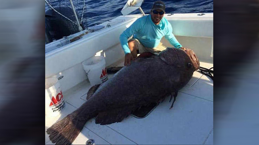 monster grouper_128514