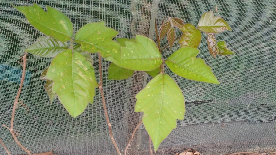 poison-ivy_127029