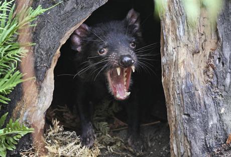 taz devil_128040