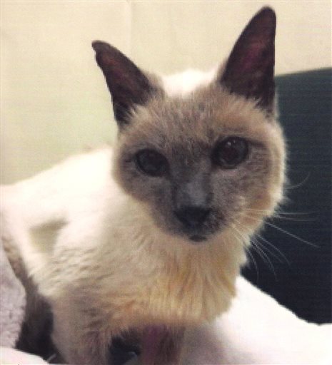 Worlds Oldest Cat_125205