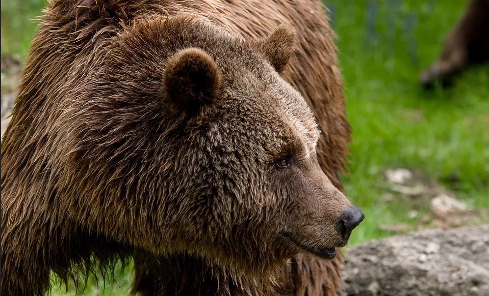 bearweb_139699
