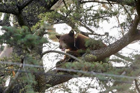 black bear ap_133600
