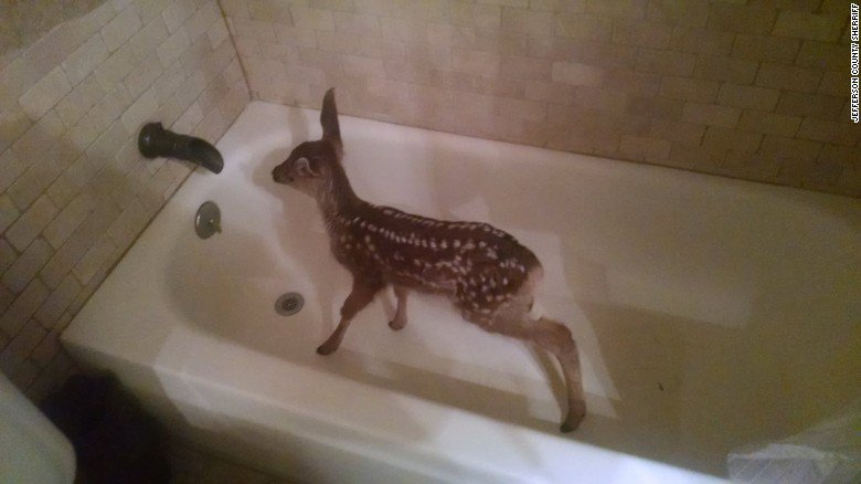 deer in bathtub_138656