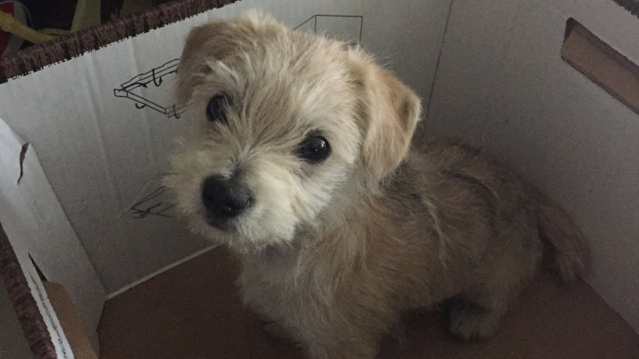 Dumped Puppy_138679
