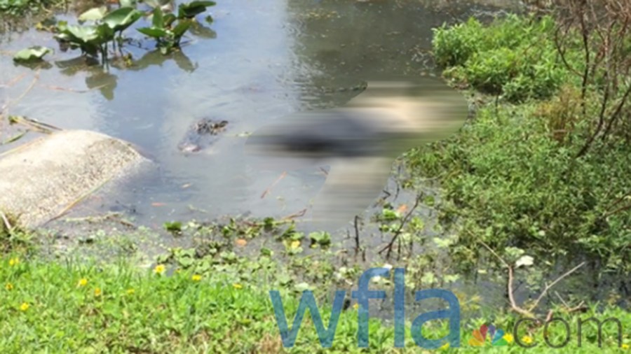 gator blurred_134776
