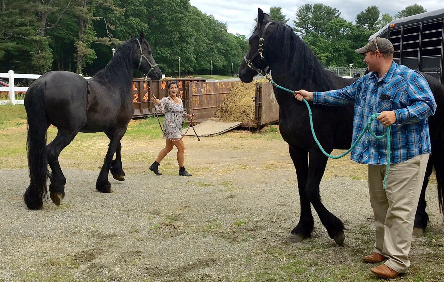 Horse Rescues_139609