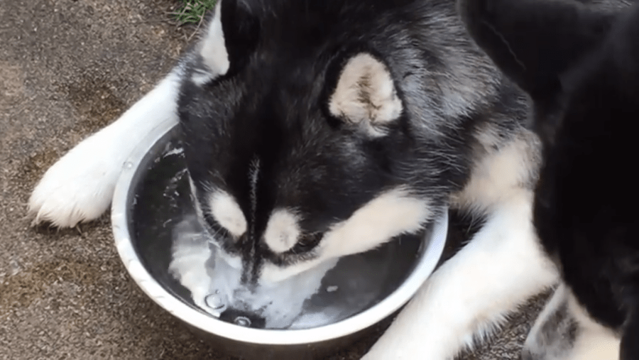 husky_135976