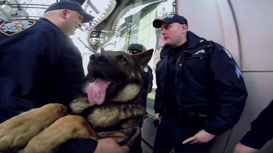 k9 Zane 4_133584