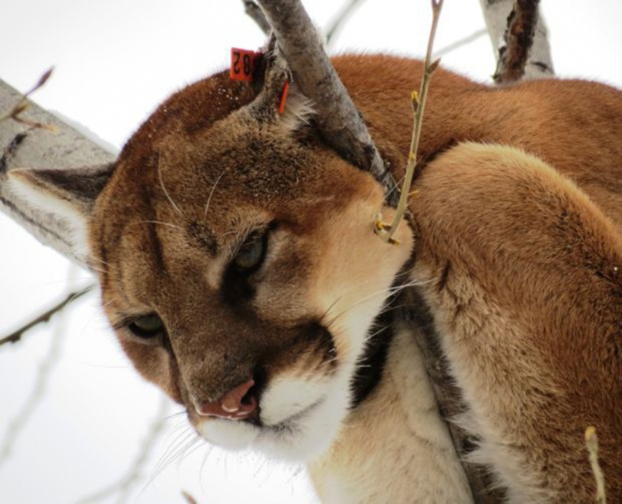 mountain lion AP_138961