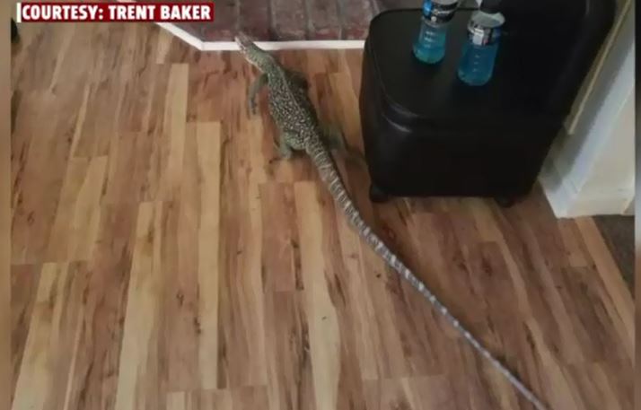 nae nae the lizard_133431