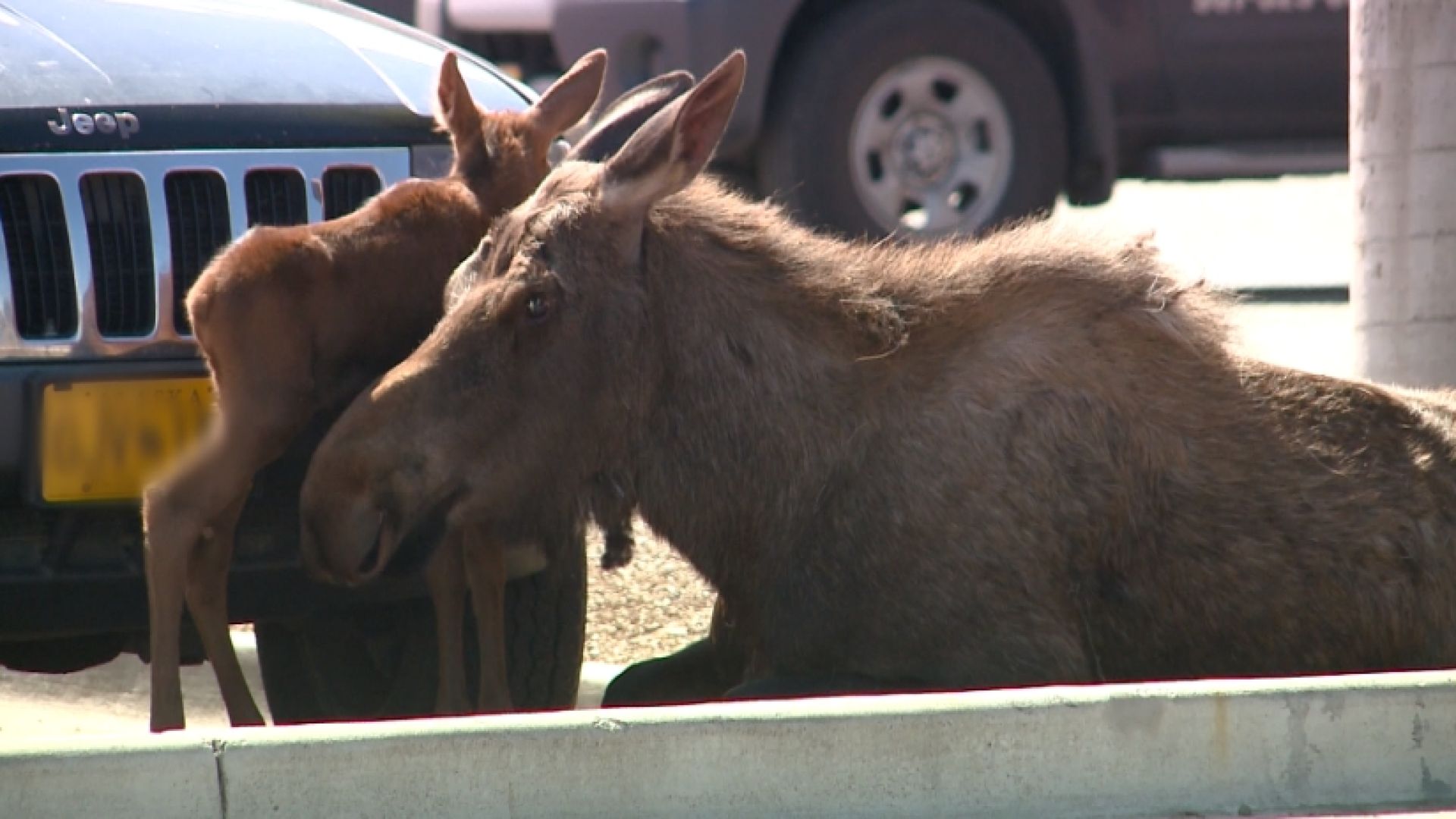 NC_moose0601_1920x1080_132487