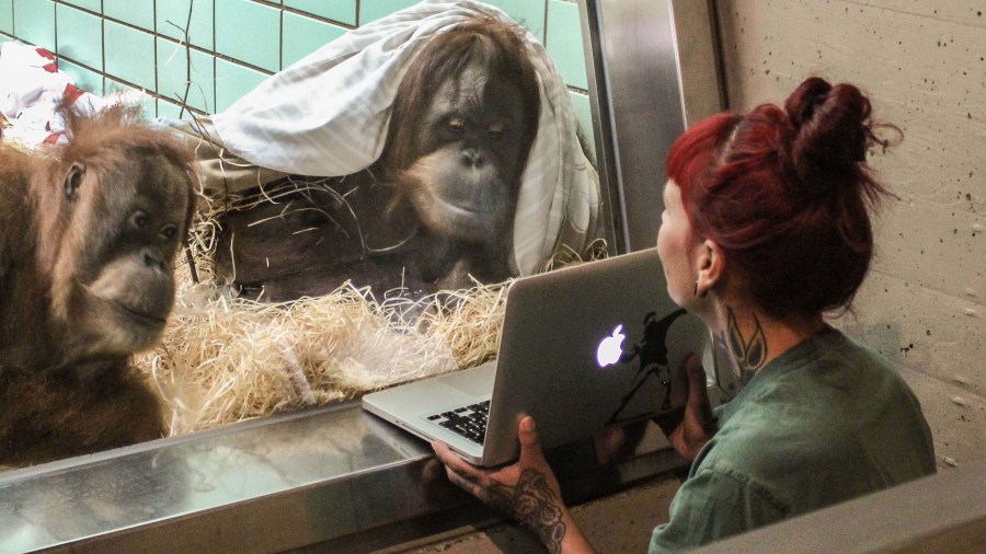 orangutans_133626