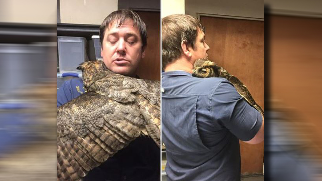 owlrescueweb_135453