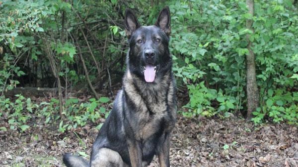 pako-jpg_133136