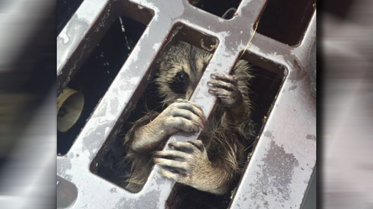 raccoonweb_137939