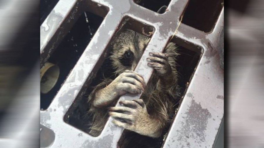raccoonweb_137939
