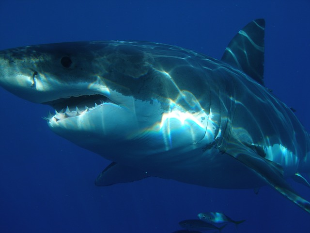 shark_142285